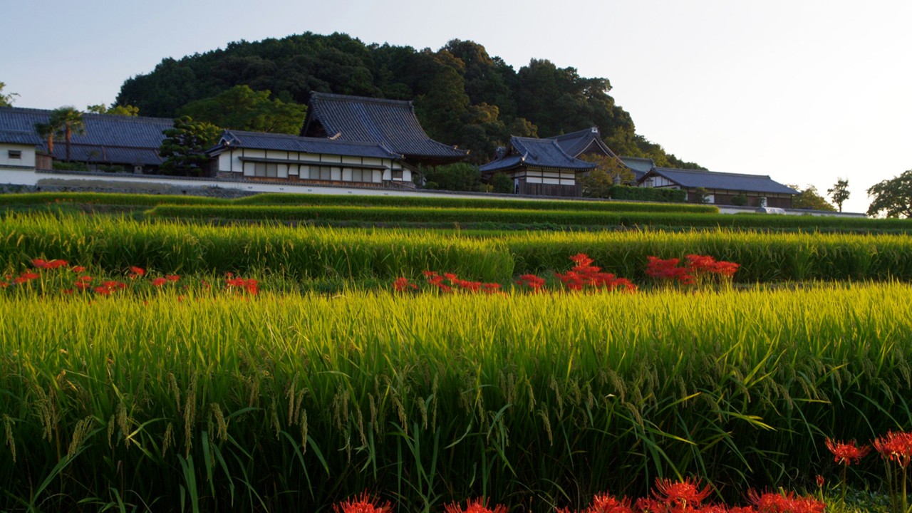 Japan celebrates UNESCO recognition of Ancient Capitals of Asuka and Fujiwara